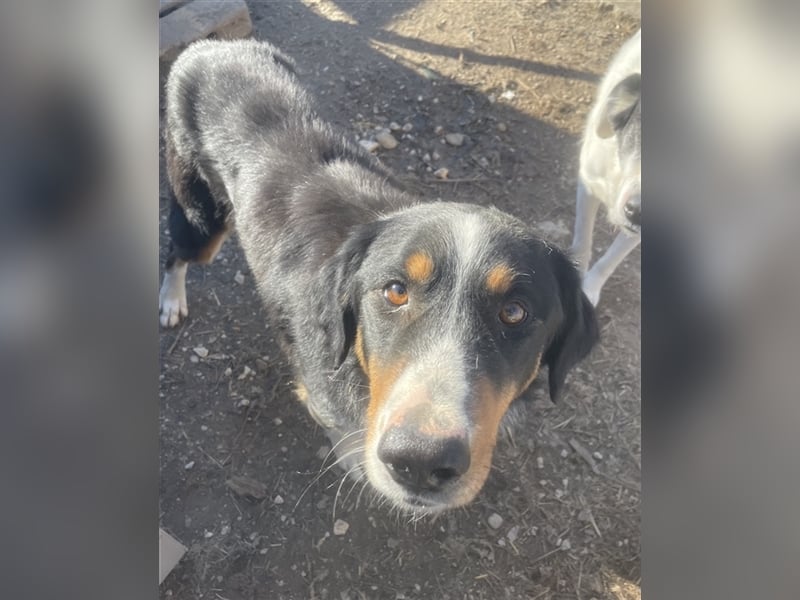 Silvan, geb. ca.02/2023, lebt in GRIECHENLAND, im städt. Tierheim Serres