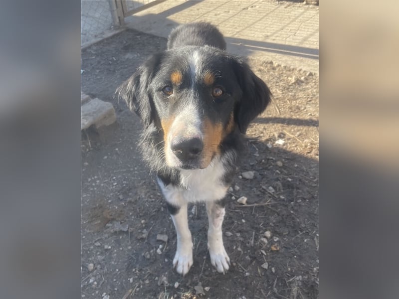 Silvan, geb. ca.02/2023, lebt in GRIECHENLAND, im städt. Tierheim Serres