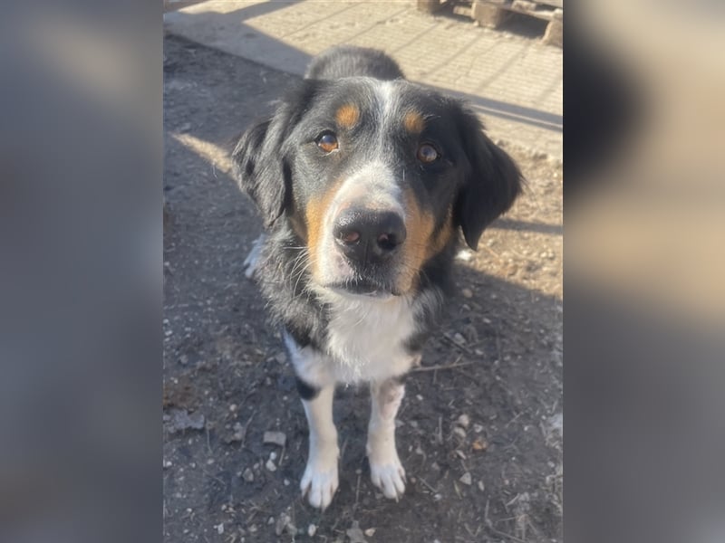 Silvan, geb. ca.02/2023, lebt in GRIECHENLAND, im städt. Tierheim Serres