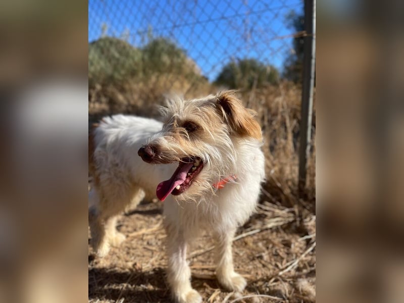 Dos (Spanien) – ein lieber Wuschel zum Verlieben