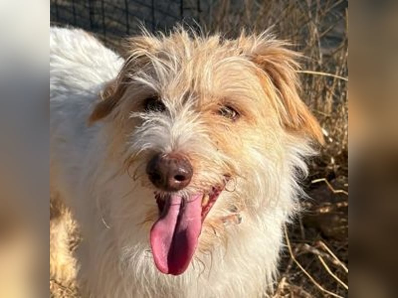 Dos (Spanien) – ein lieber Wuschel zum Verlieben
