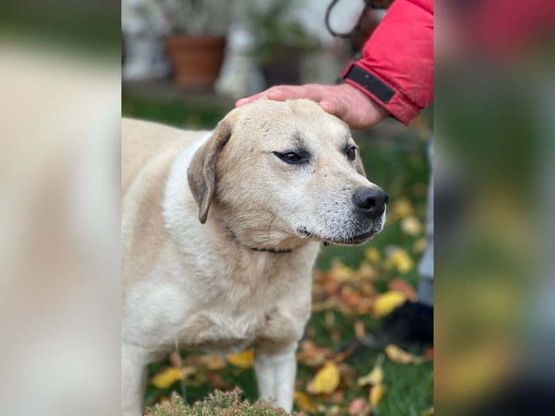 MAX - toller Herzenshund sucht seine Familie MAX - toller Herzenshund sucht seine Familie