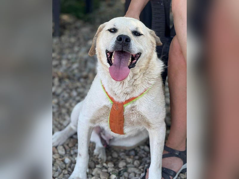 MAX - toller Herzenshund sucht seine Familie MAX - toller Herzenshund sucht seine Familie