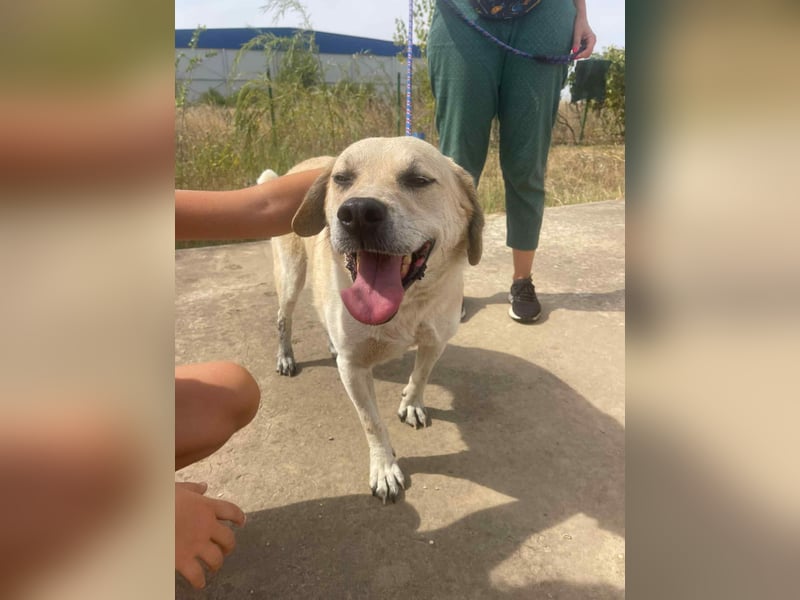 MAX - toller Herzenshund sucht seine Familie MAX - toller Herzenshund sucht seine Familie