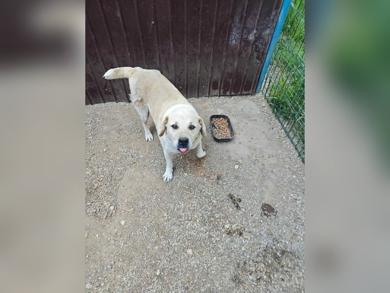 MAX - toller Herzenshund sucht seine Familie MAX - toller Herzenshund sucht seine Familie