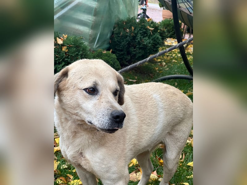 MAX - toller Herzenshund sucht seine Familie MAX - toller Herzenshund sucht seine Familie