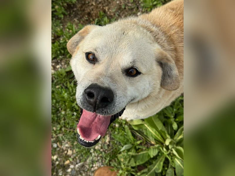 MAX - toller Herzenshund sucht seine Familie MAX - toller Herzenshund sucht seine Familie