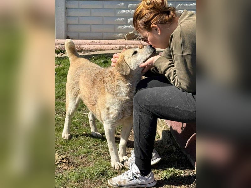 MAX - toller Herzenshund sucht seine Familie MAX - toller Herzenshund sucht seine Familie