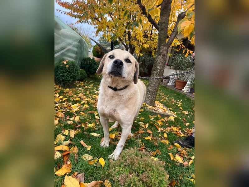 MAX - toller Herzenshund sucht seine Familie MAX - toller Herzenshund sucht seine Familie