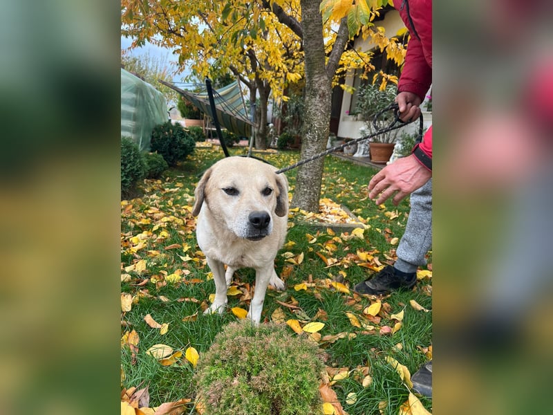 MAX - toller Herzenshund sucht seine Familie MAX - toller Herzenshund sucht seine Familie