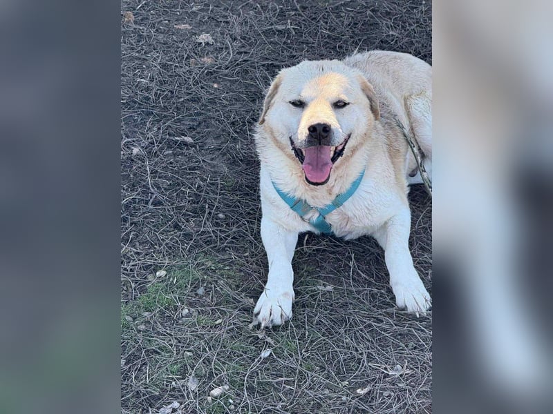 MAX - toller Herzenshund sucht seine Familie MAX - toller Herzenshund sucht seine Familie