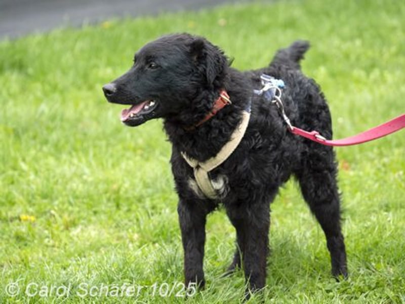 Billie ist ein Energiebündel