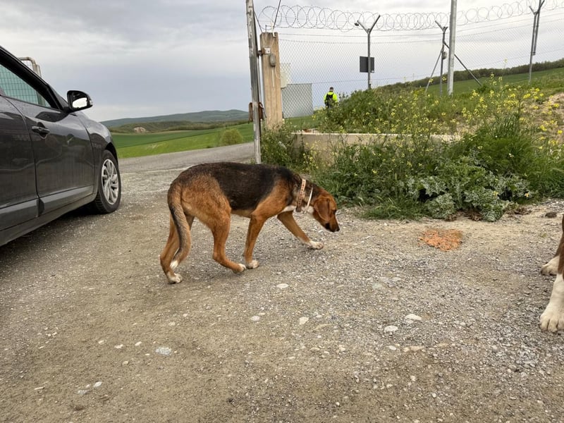 Ion – Laufhund sucht aktive Menschen