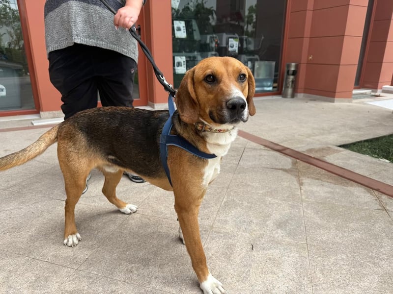 Ion – Laufhund sucht aktive Menschen