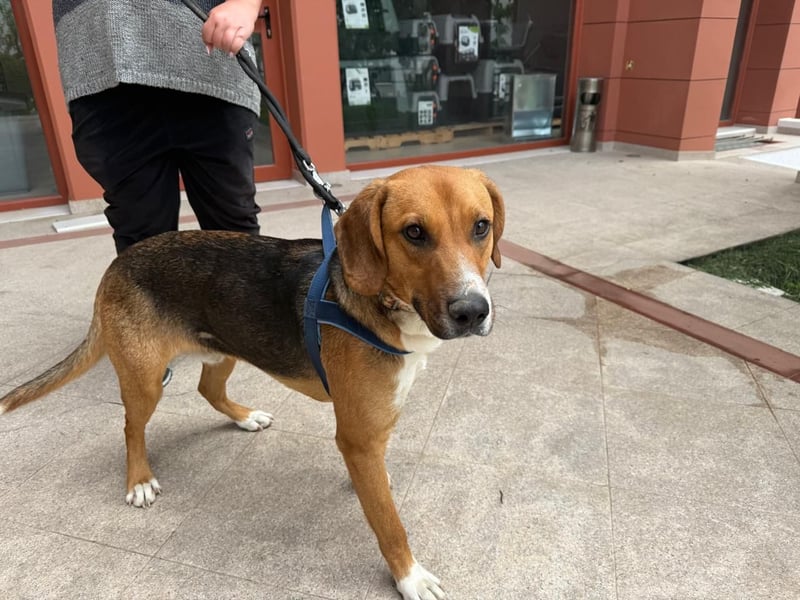 Ion – Laufhund sucht aktive Menschen