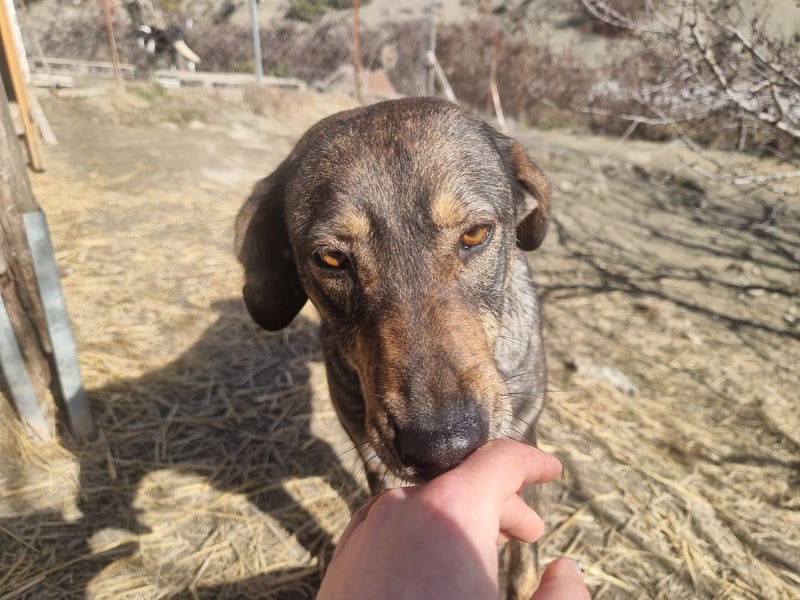 Lotty- Vier zauberhaft sanfte Pfoten