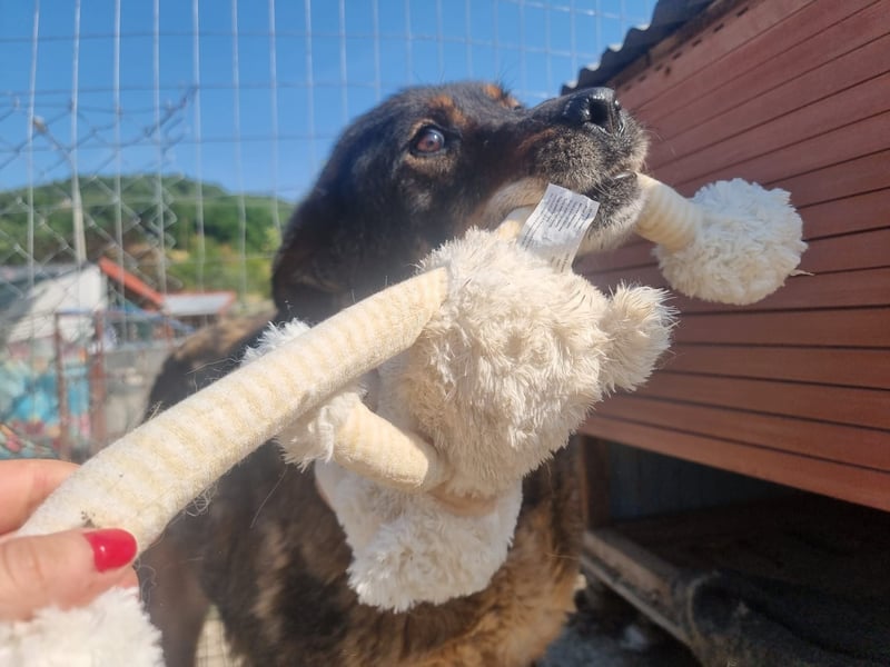 Hera - eine besondere Hündin sucht ein Zuhause für immer