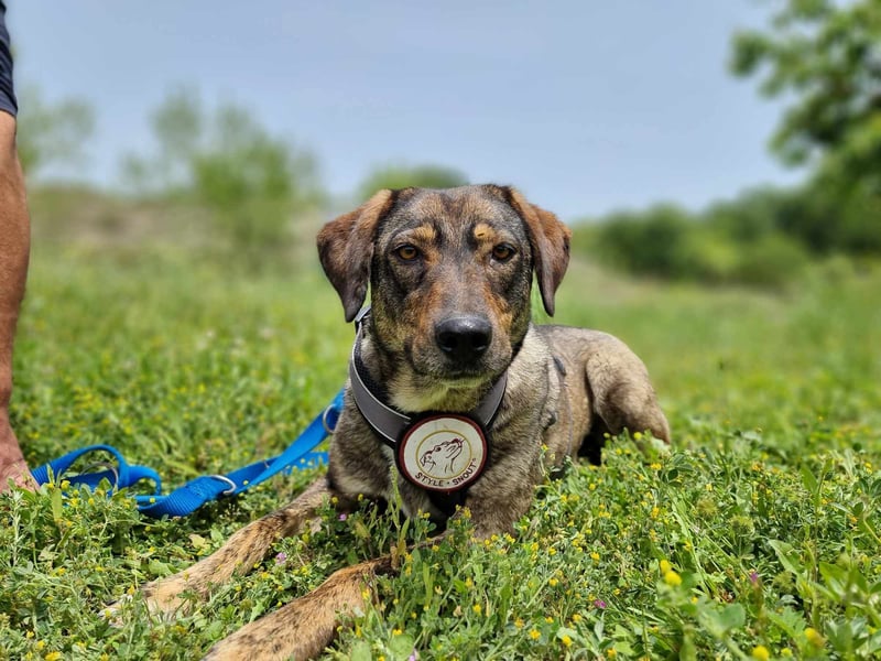 Lotty- Vier zauberhaft sanfte Pfoten