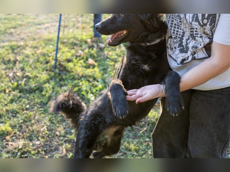 Energiebündel Gustav