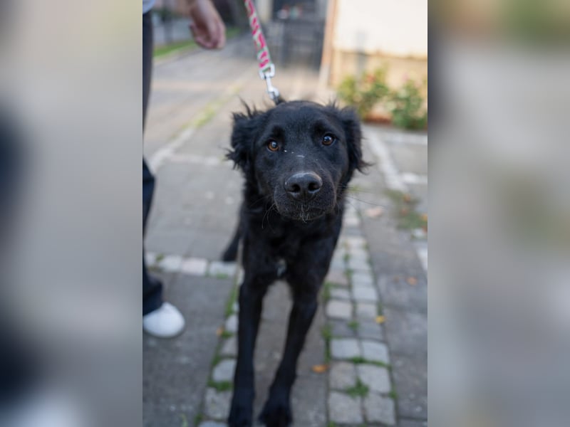 Energiebündel Gustav