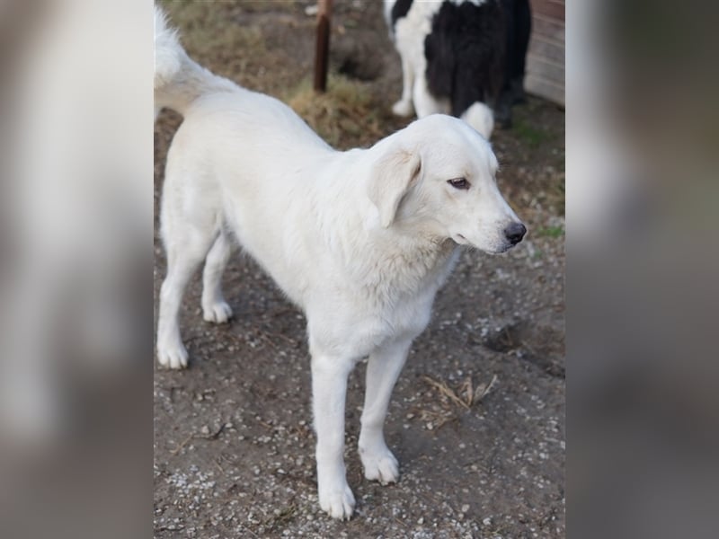 Idallo, geb. ca. 12/2020, lebt in GRIECHENLAND, im städt. Tierheim Serres