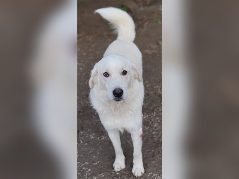 Idallo, geb. ca. 12/2020, lebt in GRIECHENLAND, im städt. Tierheim Serres