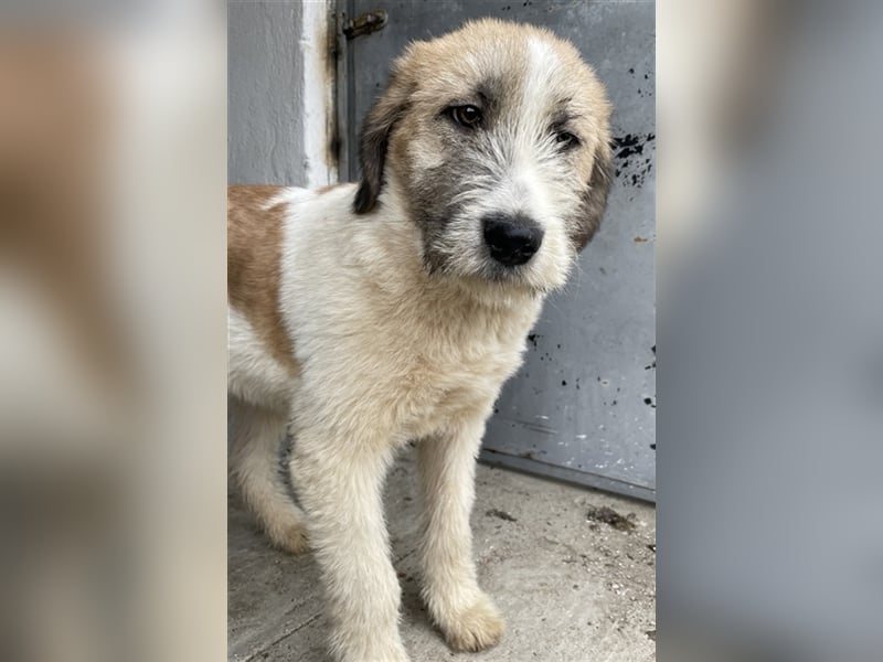 Maylo, geb. ca. 06/2022, lebt in GRIECHENLAND, auf einer privaten Pflegestelle