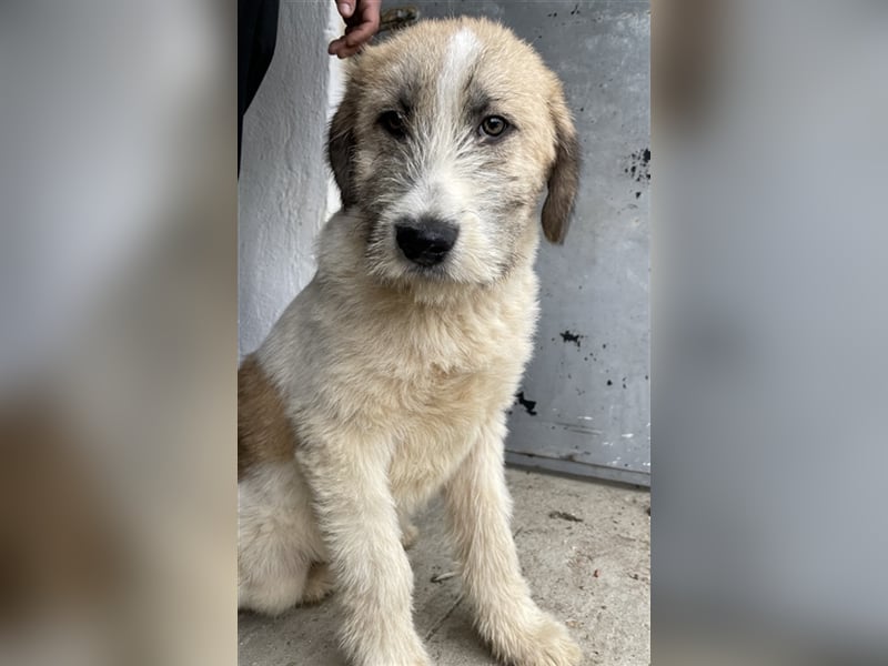 Maylo, geb. ca. 06/2022, lebt in GRIECHENLAND, auf einer privaten Pflegestelle