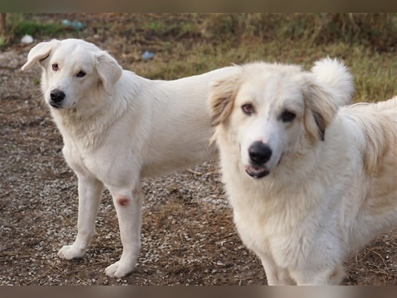 Idallo, geb. ca. 12/2020, lebt in GRIECHENLAND, im städt. Tierheim Serres