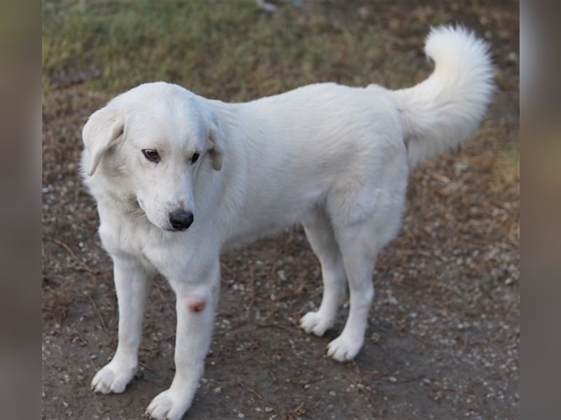 Idallo, geb. ca. 12/2020, lebt in GRIECHENLAND, im städt. Tierheim Serres