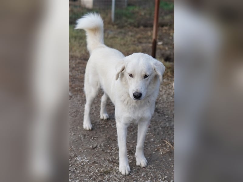 Idallo, geb. ca. 12/2020, lebt in GRIECHENLAND, im städt. Tierheim Serres