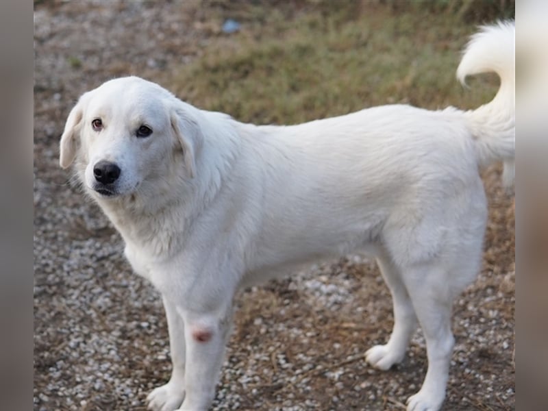 Idallo, geb. ca. 12/2020, lebt in GRIECHENLAND, im städt. Tierheim Serres