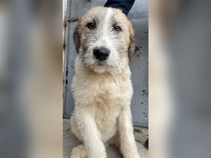 Maylo, geb. ca. 06/2022, lebt in GRIECHENLAND, auf einer privaten Pflegestelle