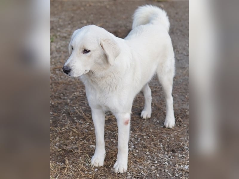 Idallo, geb. ca. 12/2020, lebt in GRIECHENLAND, im städt. Tierheim Serres