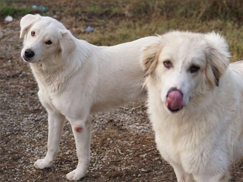 Idallo, geb. ca. 12/2020, lebt in GRIECHENLAND, im städt. Tierheim Serres