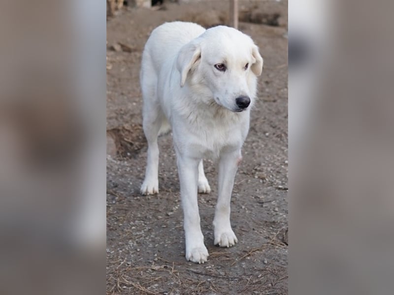 Idallo, geb. ca. 12/2020, lebt in GRIECHENLAND, im städt. Tierheim Serres