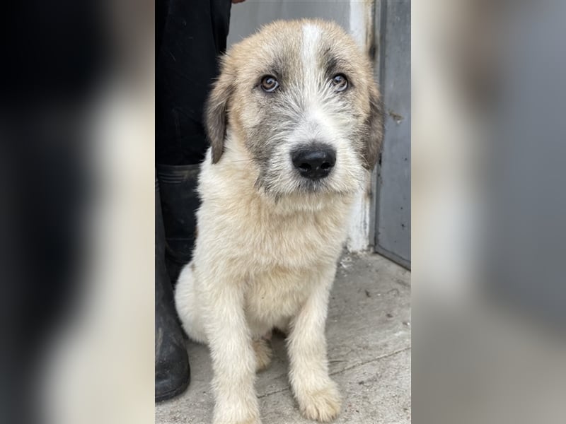 Maylo, geb. ca. 06/2022, lebt in GRIECHENLAND, auf einer privaten Pflegestelle