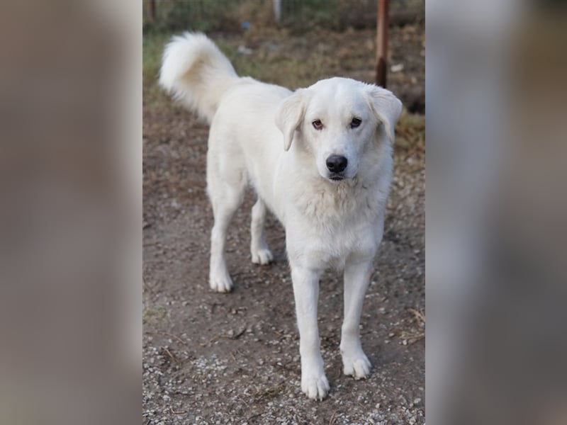 Idallo, geb. ca. 12/2020, lebt in GRIECHENLAND, im städt. Tierheim Serres