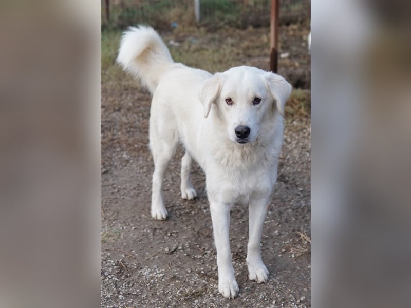 Idallo, geb. ca. 12/2020, lebt in GRIECHENLAND, im städt. Tierheim Serres