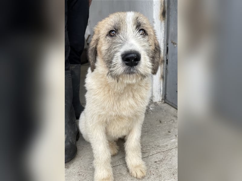 Maylo, geb. ca. 06/2022, lebt in GRIECHENLAND, auf einer privaten Pflegestelle