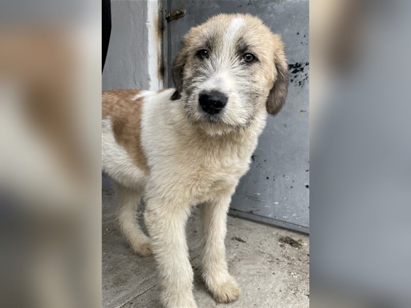 Maylo, geb. ca. 06/2022, lebt in GRIECHENLAND, auf einer privaten Pflegestelle