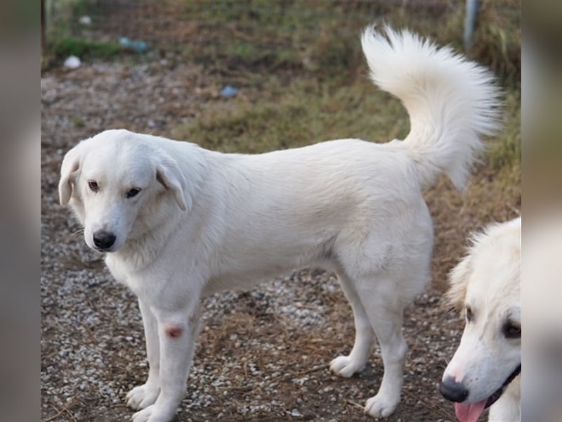 Idallo, geb. ca. 12/2020, lebt in GRIECHENLAND, im städt. Tierheim Serres