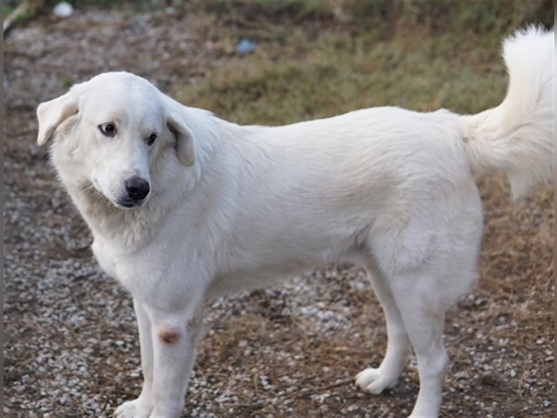 Idallo, geb. ca. 12/2020, lebt in GRIECHENLAND, im städt. Tierheim Serres