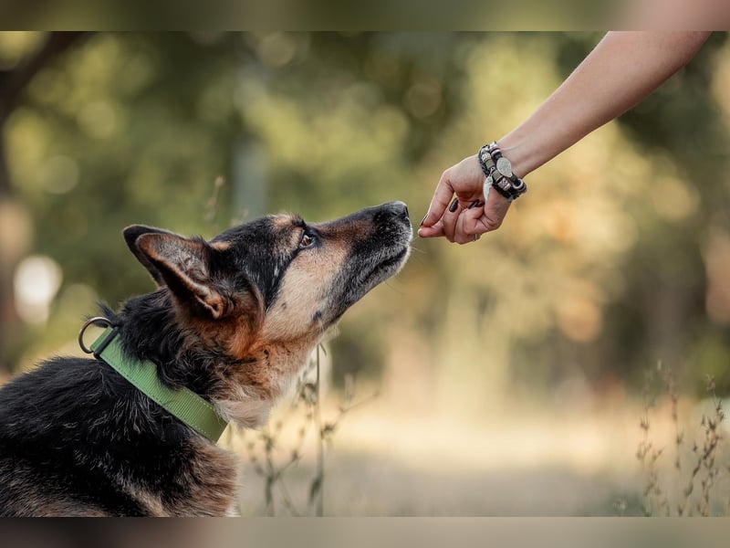 Aktiver Vegas sucht liebevolles Zuhause