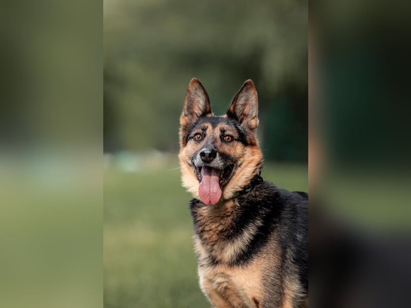 Aktiver Vegas sucht liebevolles Zuhause