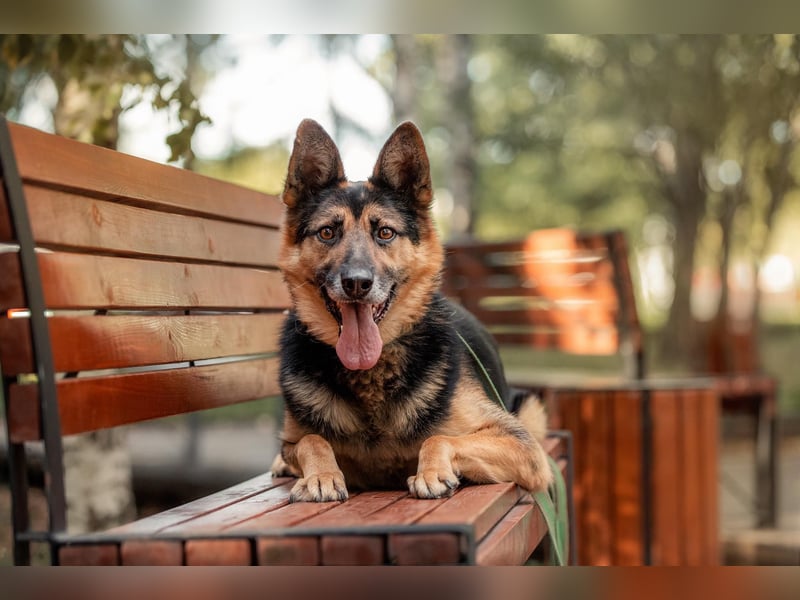 Aktiver Vegas sucht liebevolles Zuhause