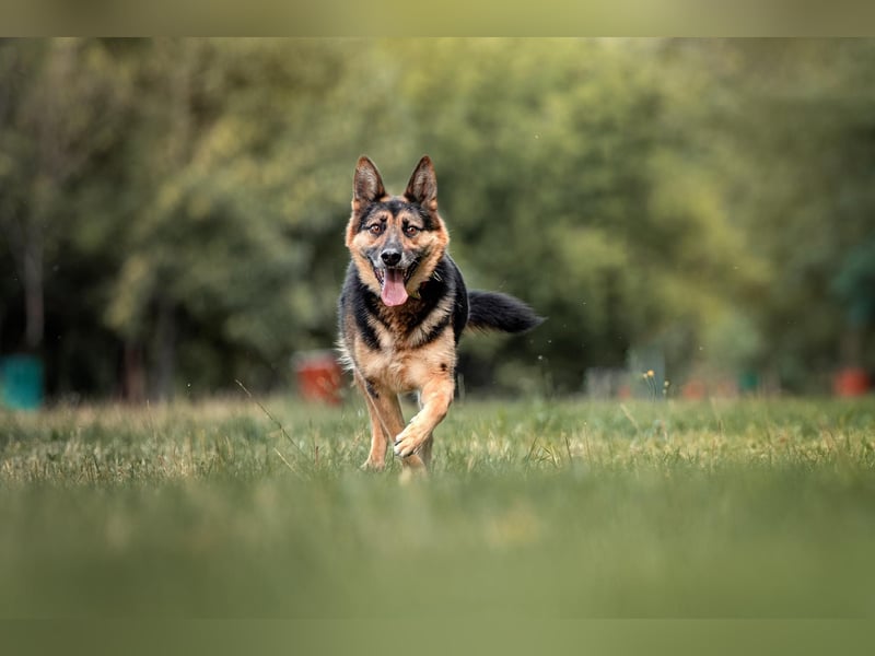 Aktiver Vegas sucht liebevolles Zuhause