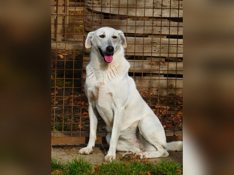 Aufmerksame Selymes sucht ihr Zuhause