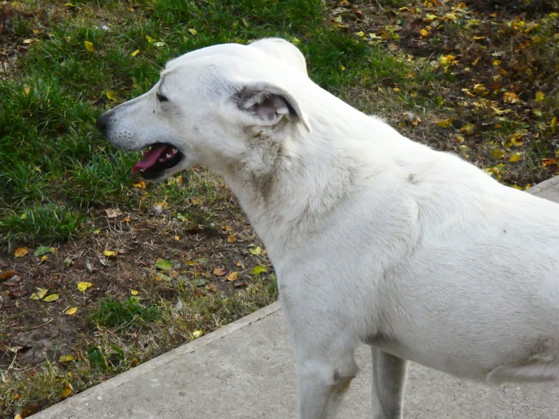 Aufmerksame Selymes sucht ihr Zuhause