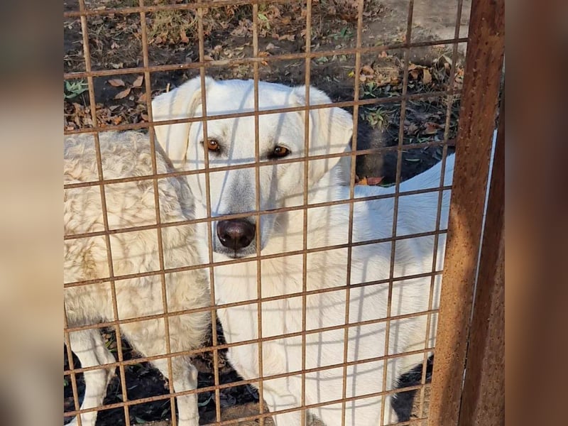 Aufmerksame Selymes sucht ihr Zuhause